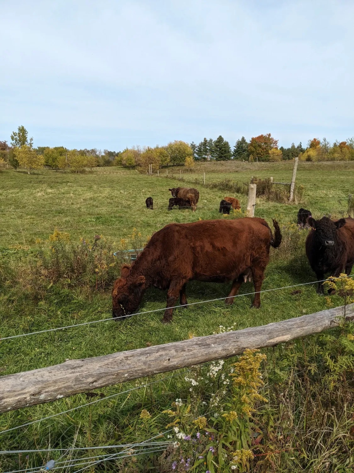 The cows